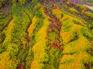 Ź